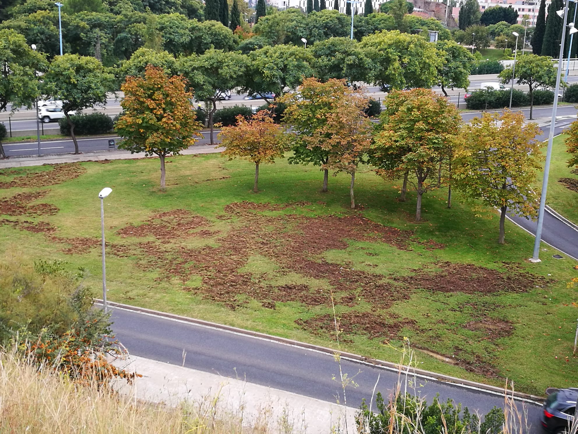 Destrosses dels seglars en una zona verda d'Horta / Cedida