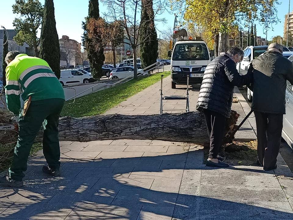 Un arbre ha caigut aquest matí a prop de l'Hospital de Sant Pau / Facebook