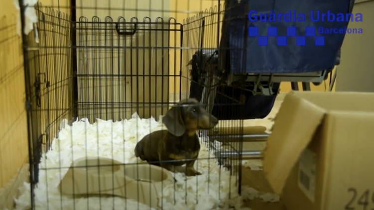 La Guàrdia Urbana va trobar 33 gossos malalts durant una inspecció a una botiga de l'Eixample / GUB