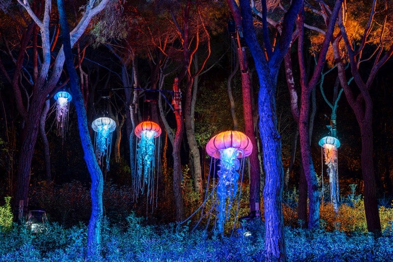 Espectacle 'Natura Encesa' a Santa Cruz de Tenerife / LetsGo