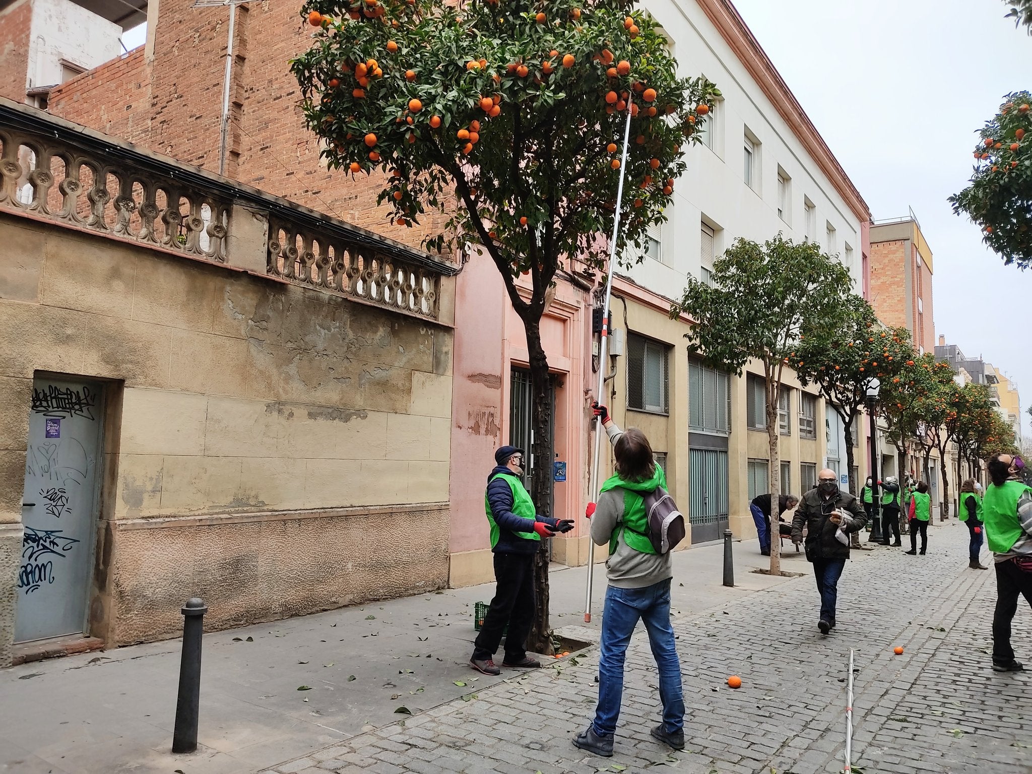 Voluntaris recollint taronges de carrers de Sant Andreu / Espigoladors