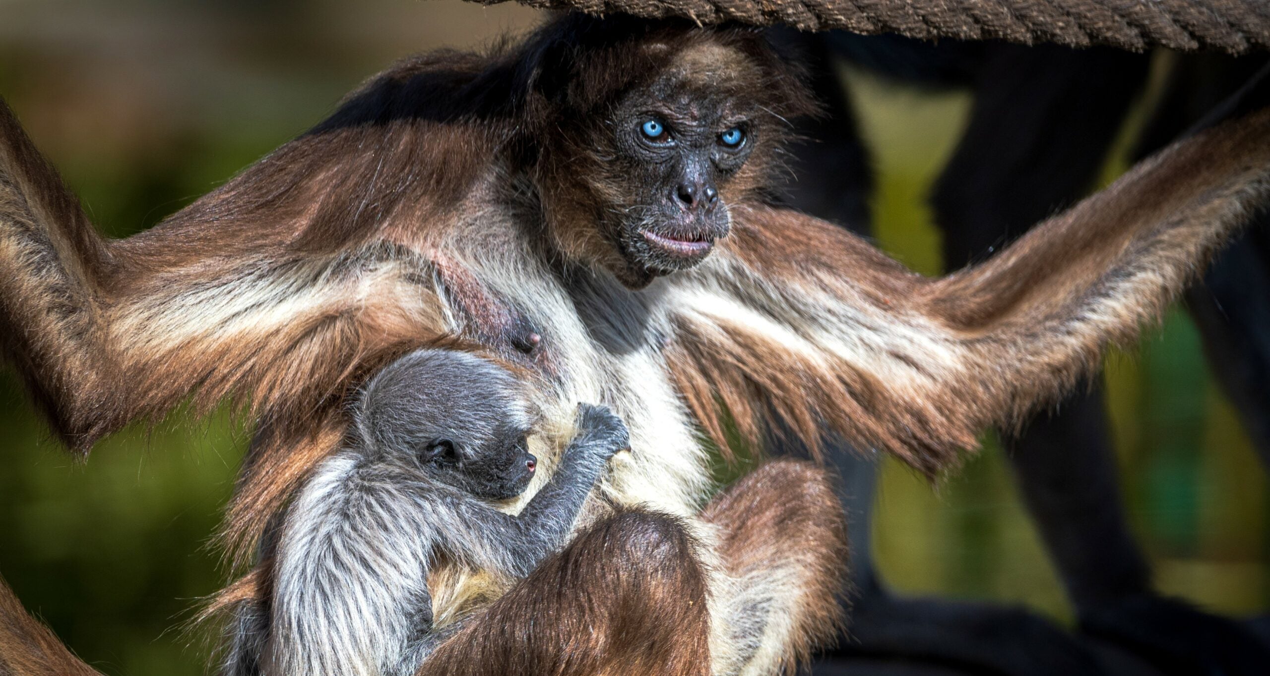La cria de la mona aranya amb la seva mare, l'Emi, al Zoo de Barcelona