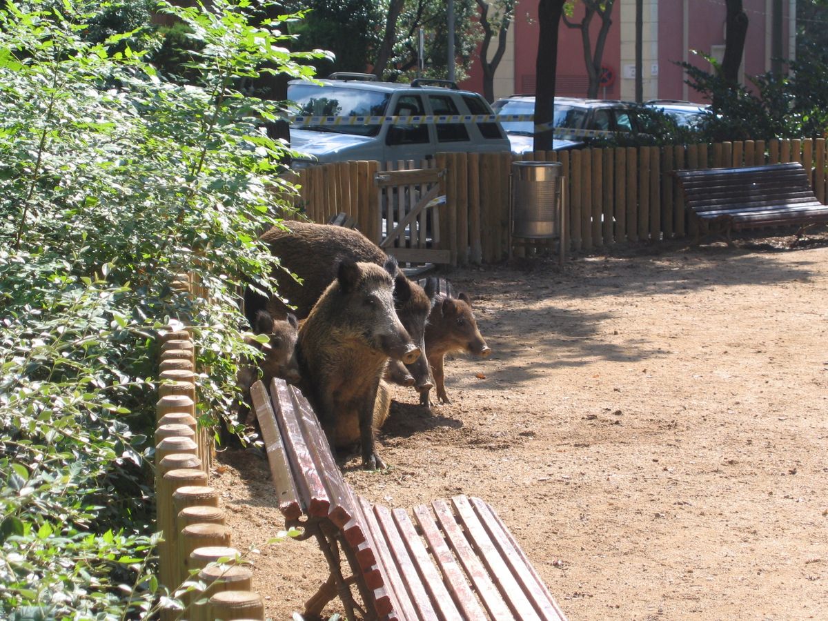 Jabalíes en un parque de Barcelona, en una imagen de archivo / Guardia Urbana