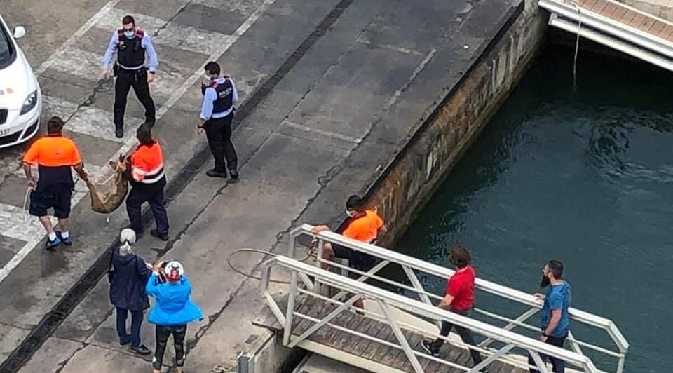 El cabirol perdut al Besòs, capturat al Port Fòrum / Ajuntament de Sant Adrià de Besòs