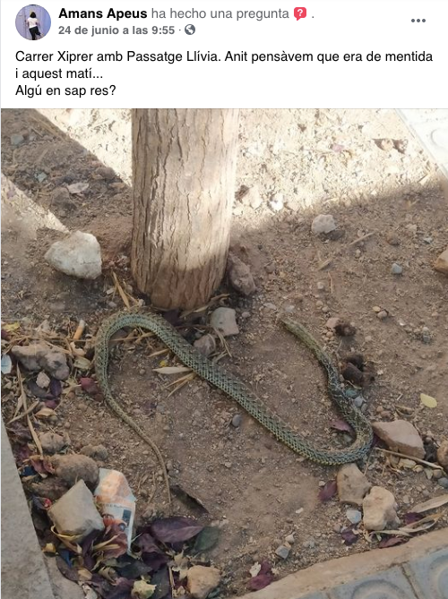 Avís de la serp trobada al Guinardó / Facebook