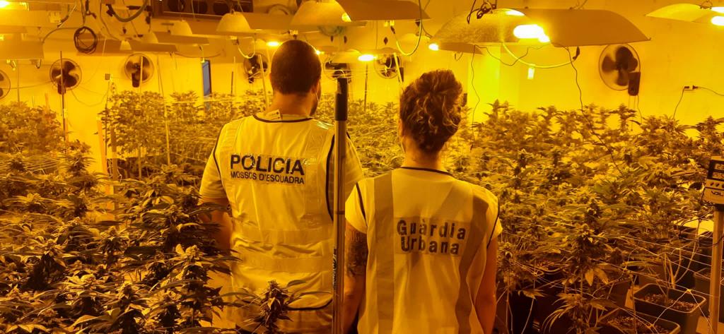 Un agent de Mossos i una de la Guàrdia Urbana, durant la intervenció en l'immoble de Sant Martí on s'amagava la marihuana / GUB