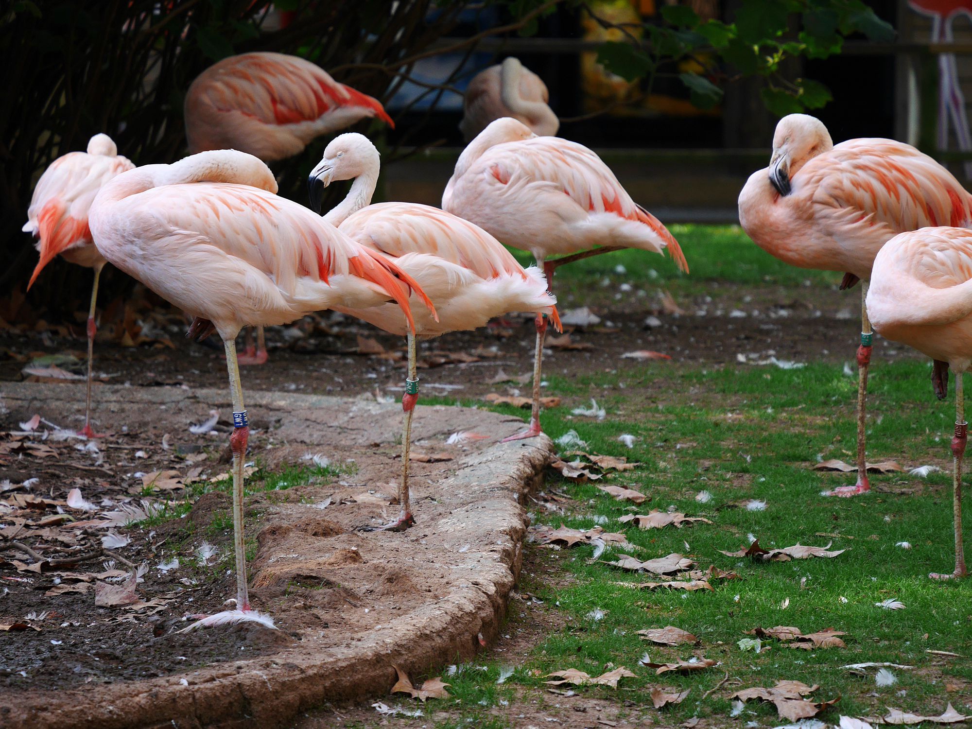 Uns flamencs al Zoo de Barcelona / Vicente Zambrano González