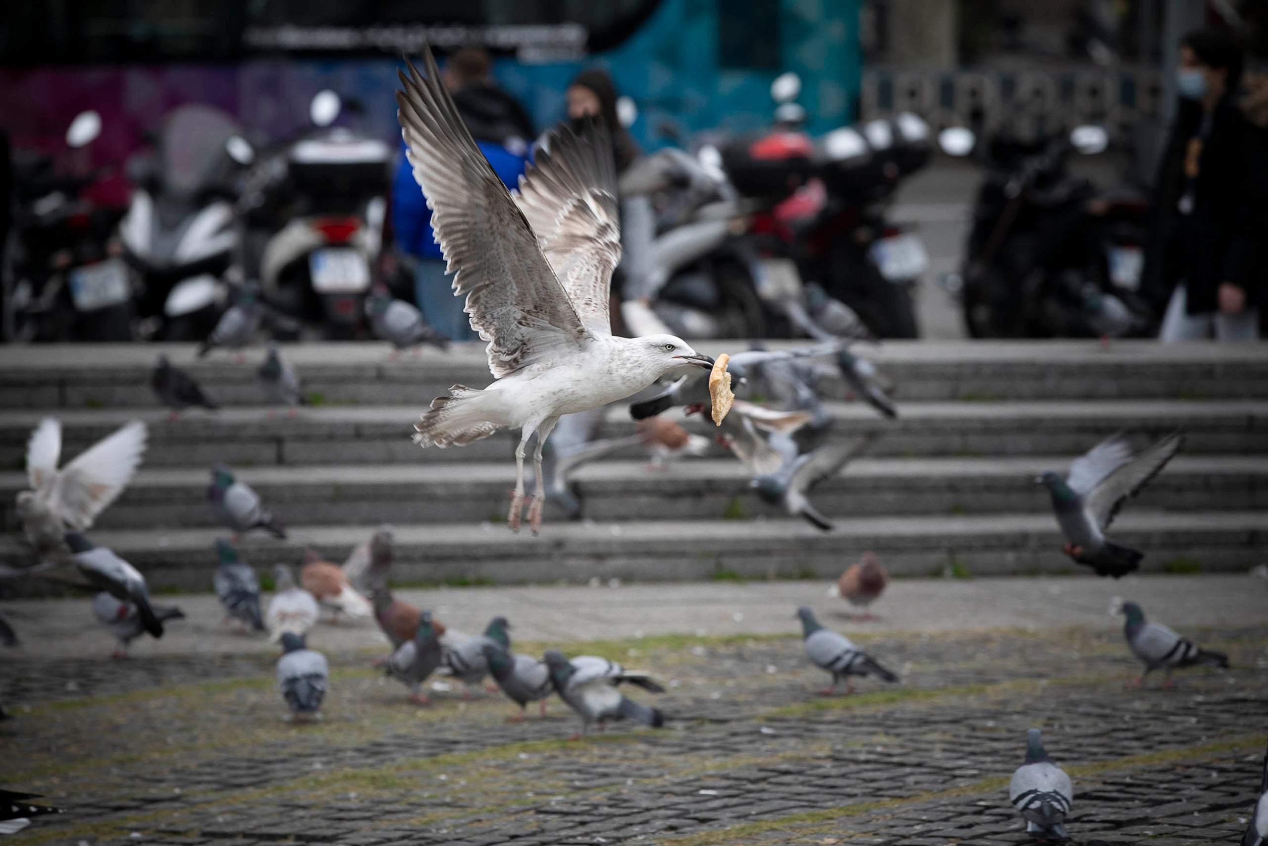 coloms a la plaça catalunya, animals a la ciutat, plaga, gavina