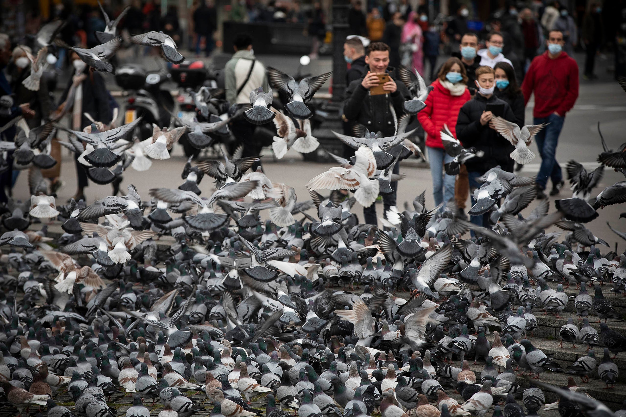 Multitud de coloms competeixen per caçar menjar als carrers de Barcelona / Jordi Play