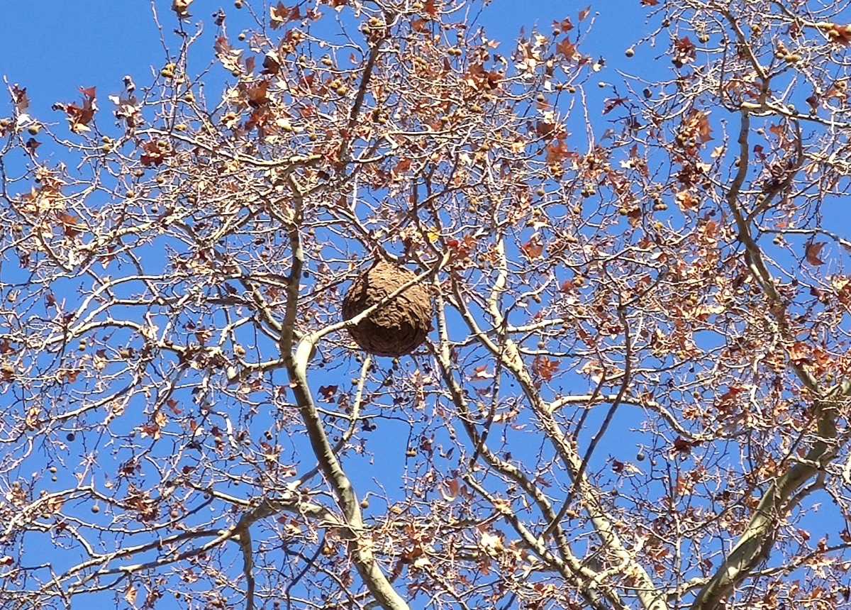 La vespa asiàtica, molt present a la ciutat ACN