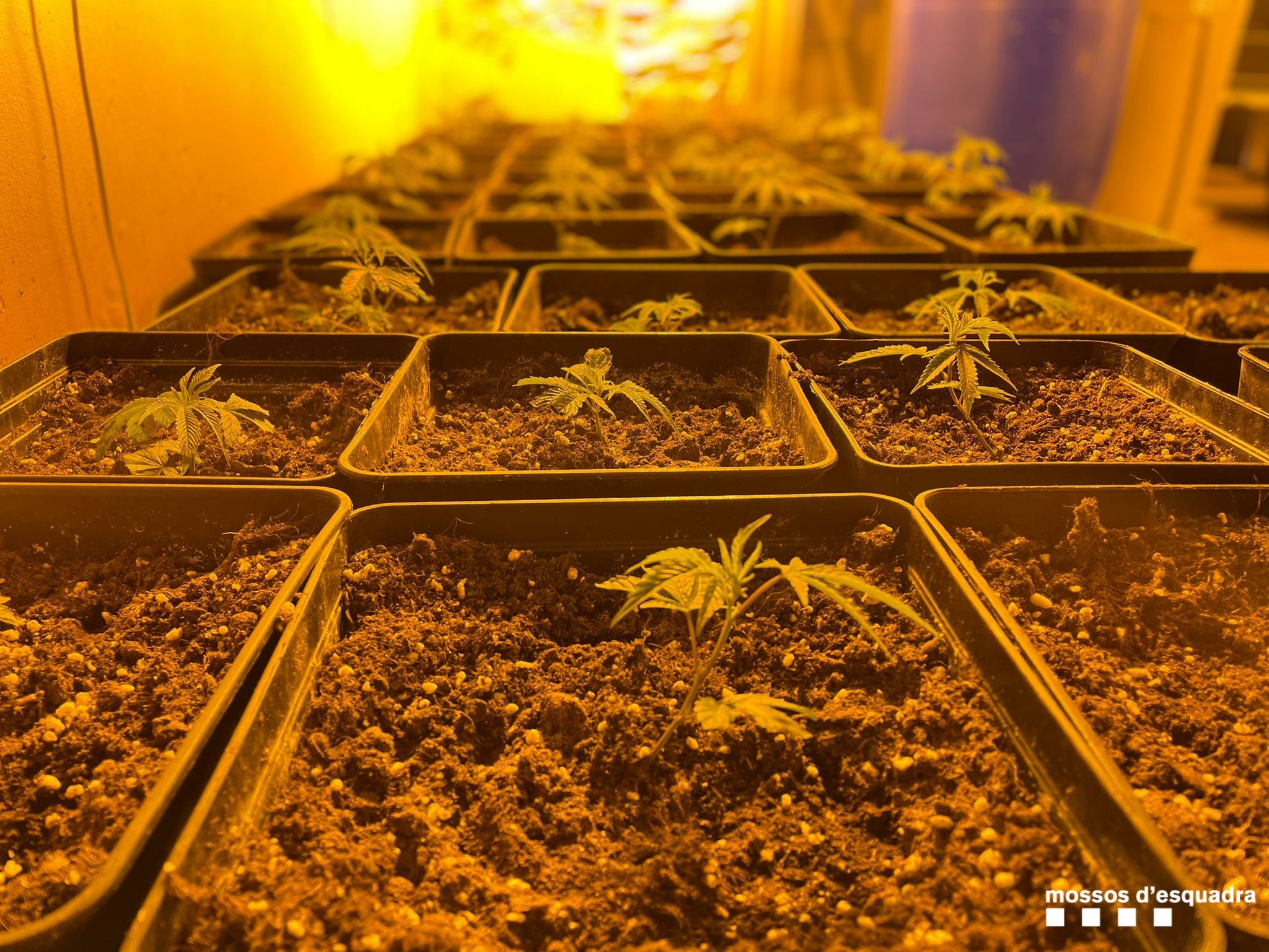 Plantes de marihuana / Mossos
