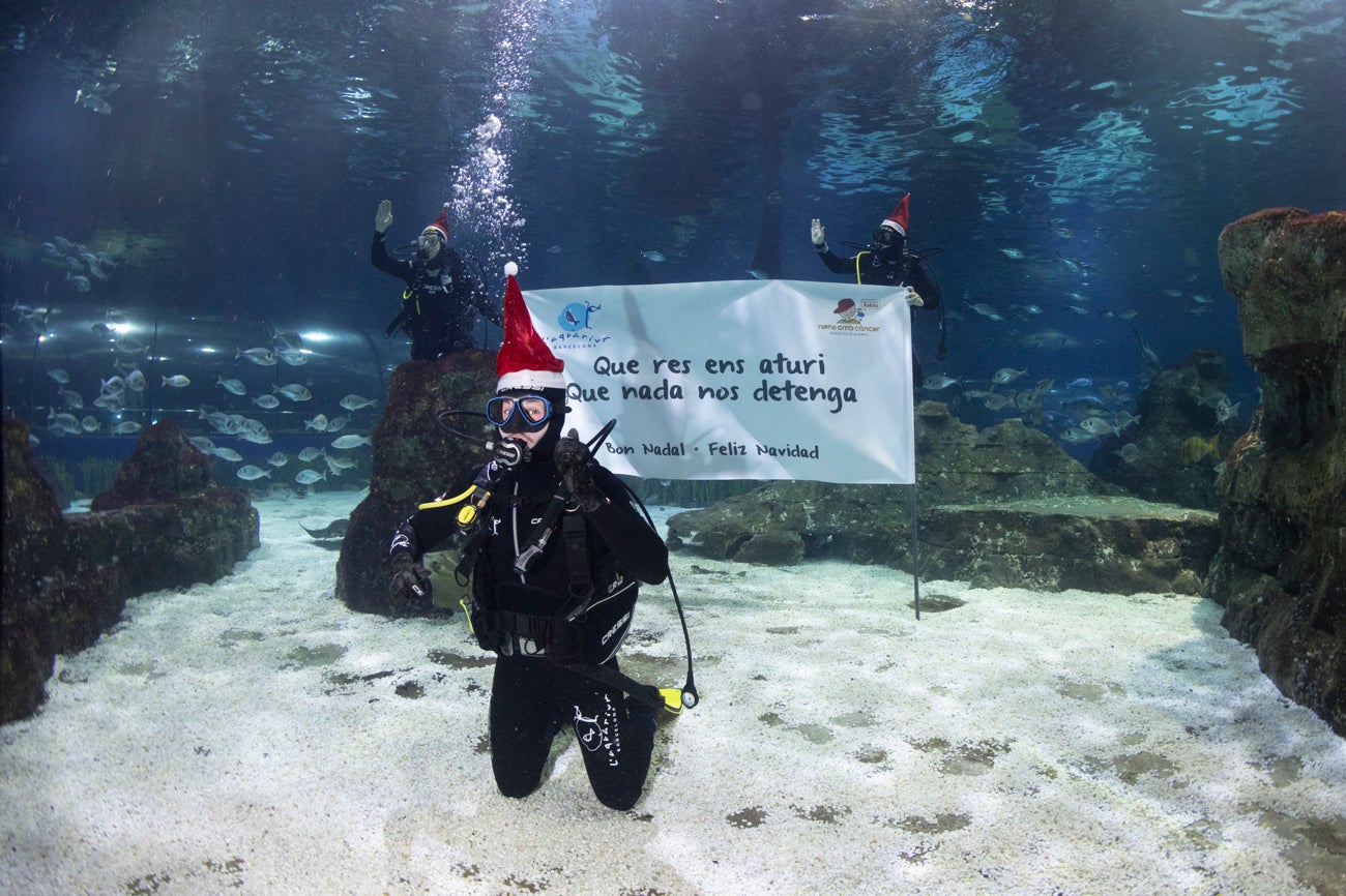 Miki Núñez s'ha submergit amb els taurons a favor de l’Associació de Familiars i Amics de Nens Oncològics de Catalunya (AFANOC)