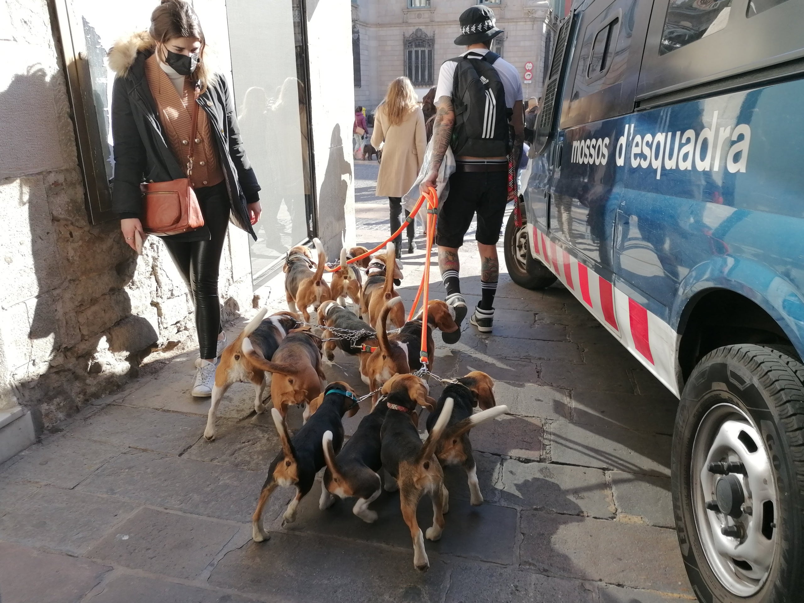 Gossos beagle en una protesta contra l'experiment clínic amb cadells d'aquesta raça / MMP