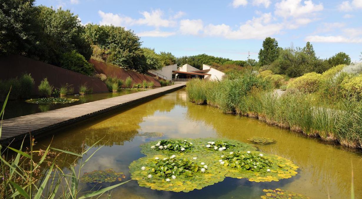 Llac amb nenúfars al Jardí Botànic / Barcelona Imatges - Antonio Lajusticia