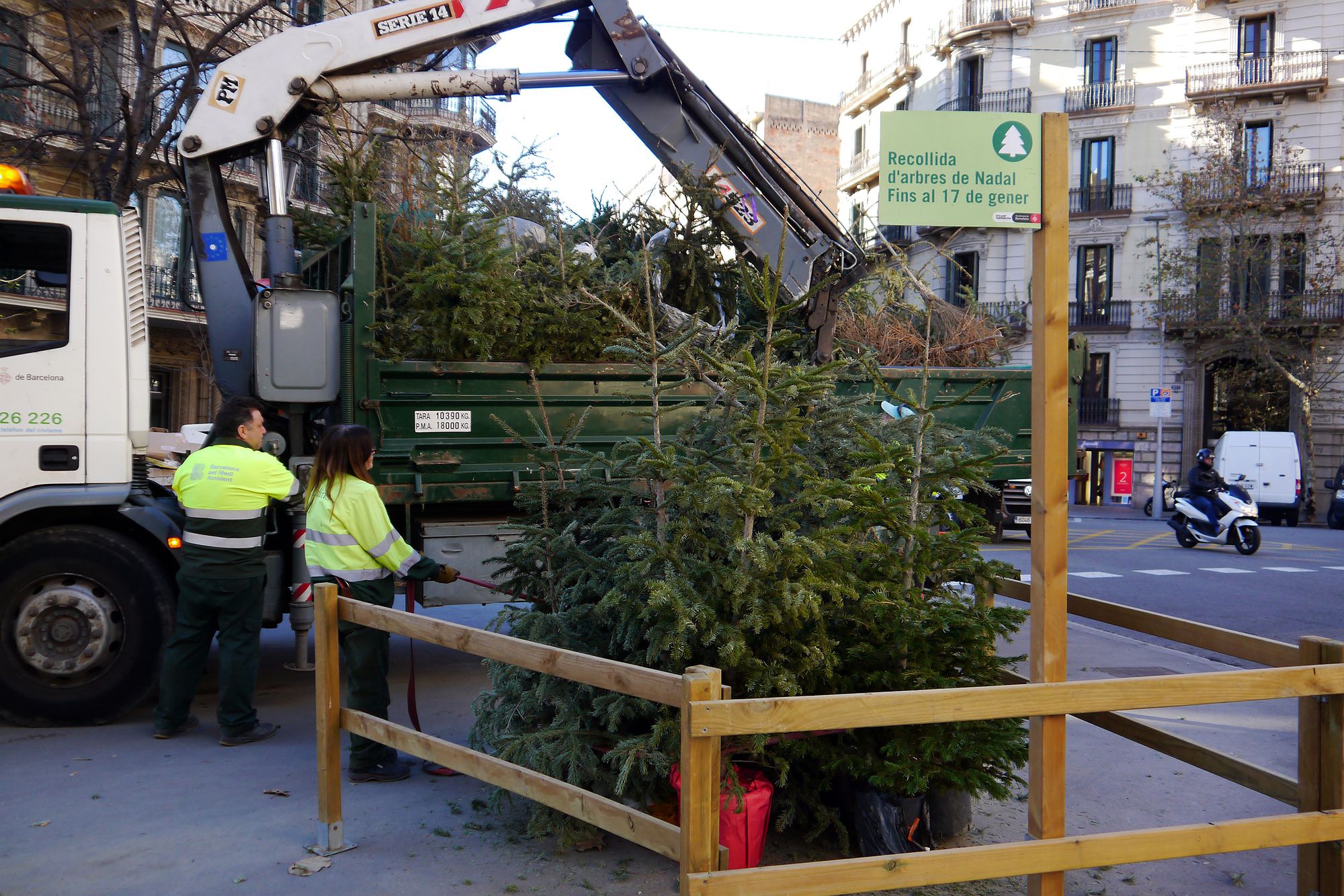 Recollida d'arbres de Nadal, avets i branques / Vicente Zambrano González (AJUNTAMENT)