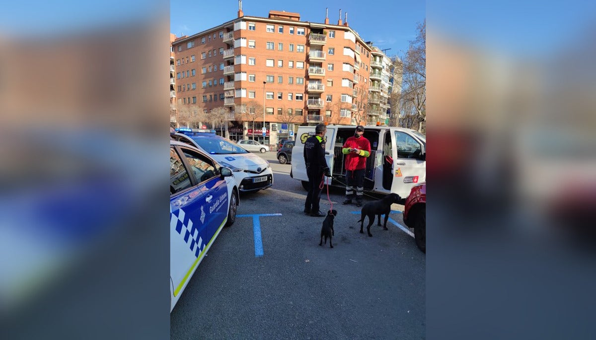 La Guàrdia Urbana rescata dos gossos abandonats feia dies en un cotxe aparcat a l'Eixample / Guàrdia Urbana