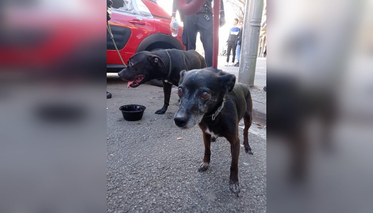 La Guàrdia Urbana rescata dos gossos abandonats feia dies en un cotxe aparcat a l'Eixample / Guàrdia Urbana