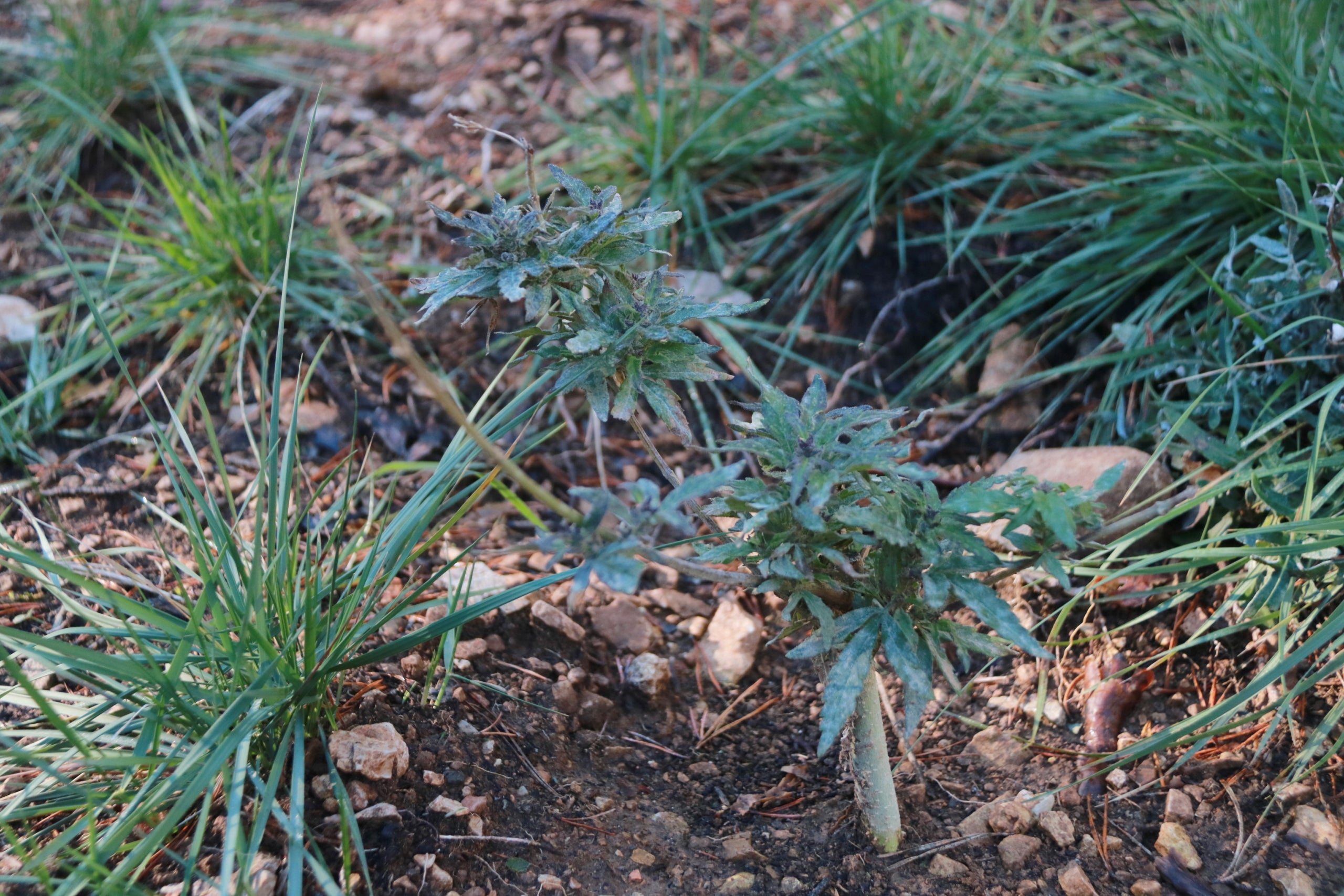 Planta de marihuana / Ariadna Escoda (ACN)