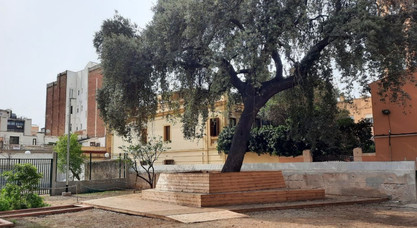 L'alzina bicentenària al jardí de les casetes de l'Encarnació, a Gràcia / Ajuntament de Barcelona