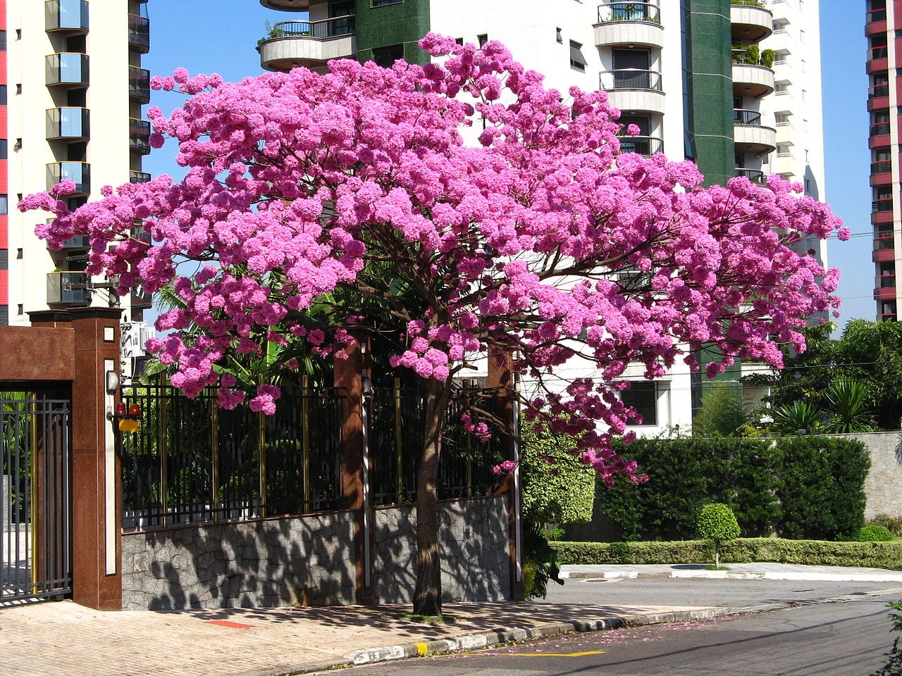 Exemplar de Lapacho rosado / Wikimèdia - Mauroguanandi