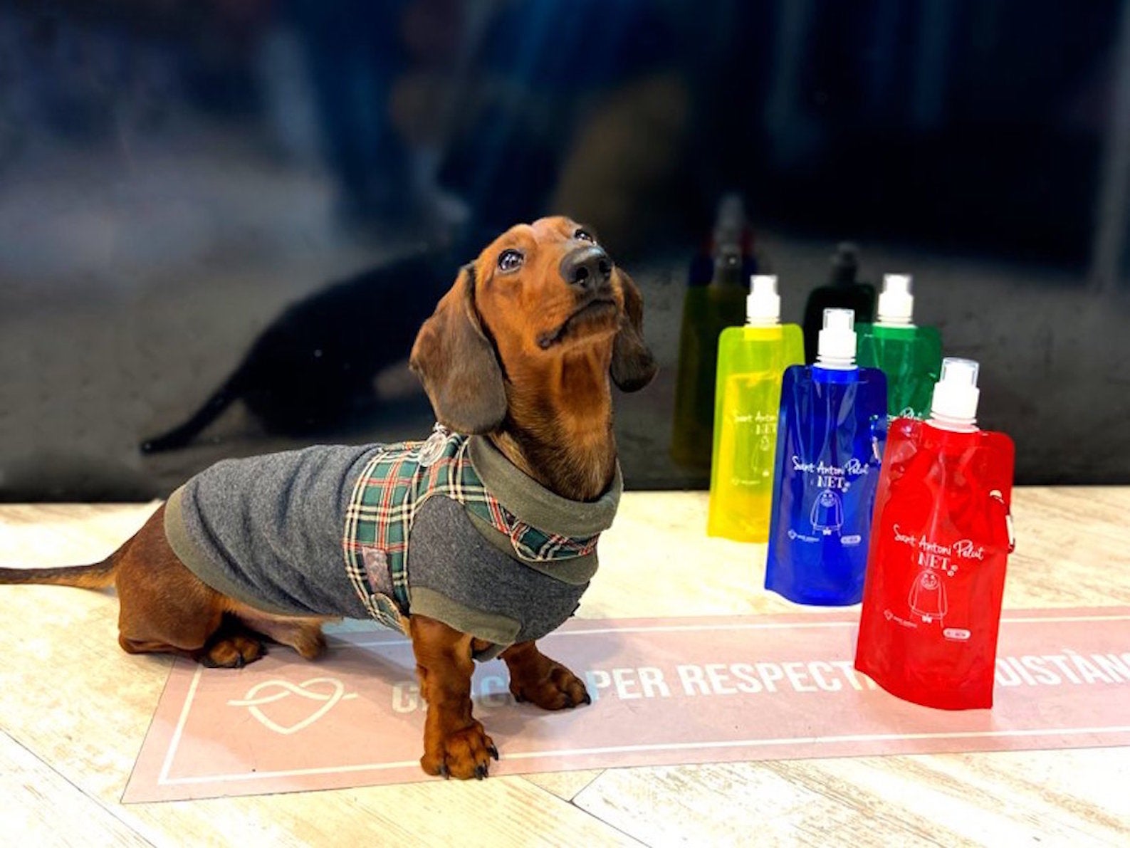 Un gos amb les ampolles que es distribueixen a Sant Antoni / Twitter