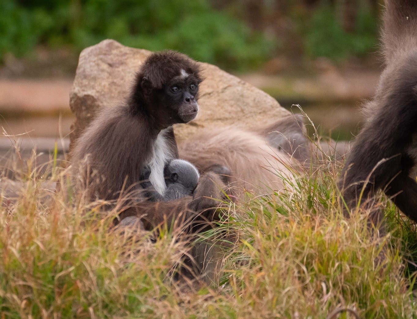 La cria de mona aranya, alletada per la seva mare al Zoo / Zoo de Barcelona