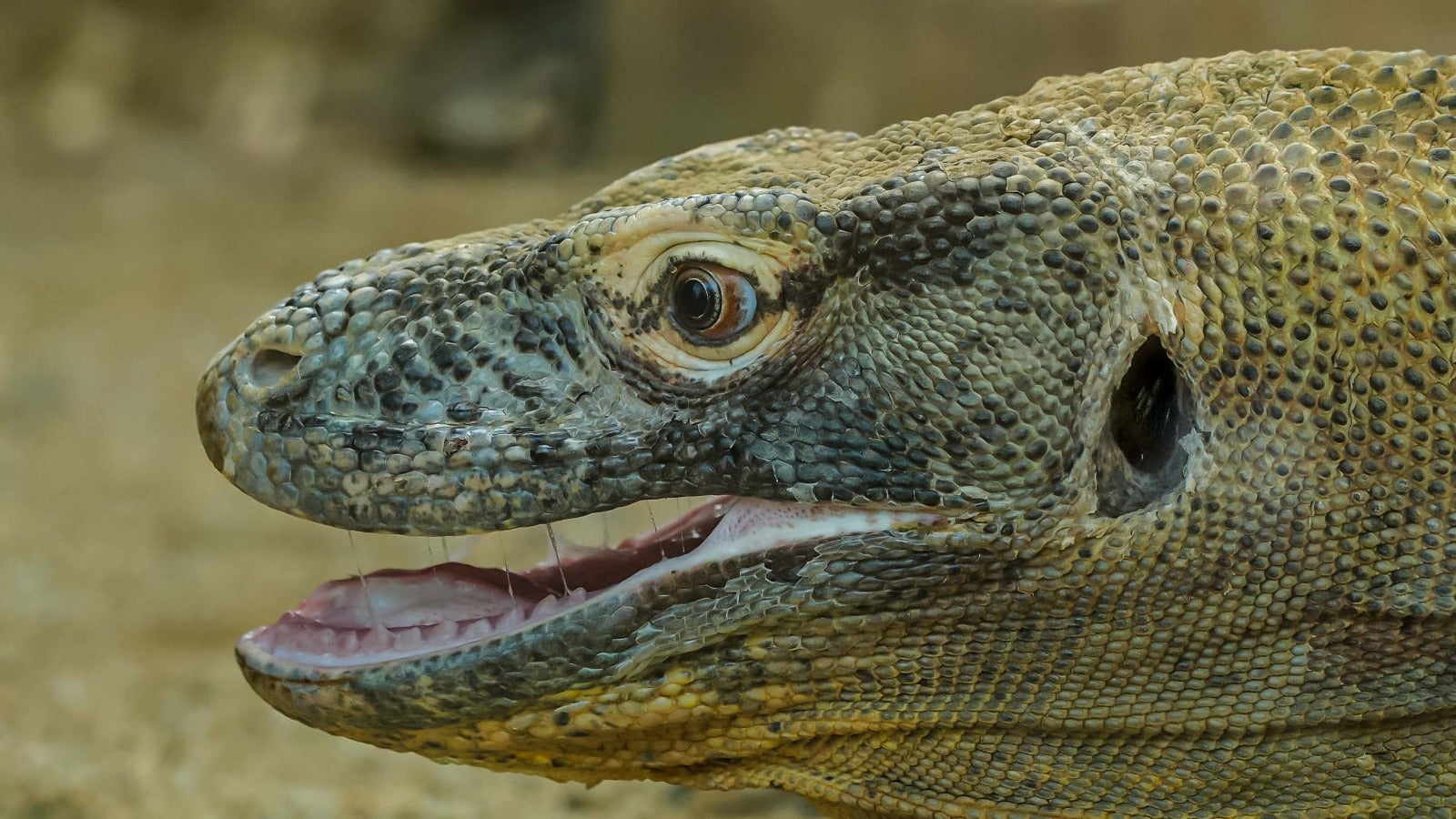 Dragó de Komodo / Zoo de Barcelona