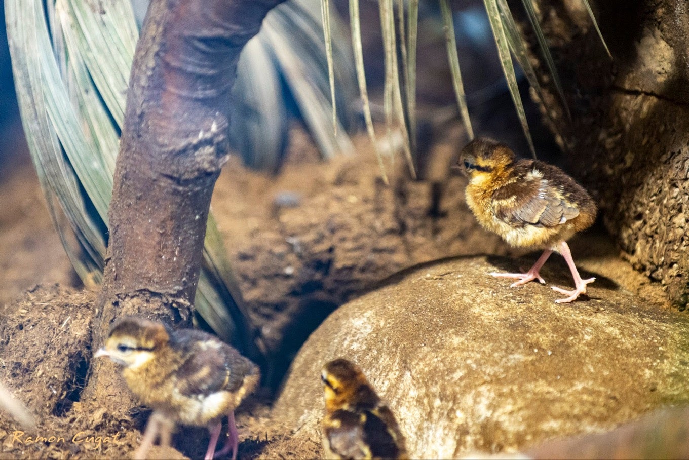 Neixen al Zoo de Barcelona quatre pollets de faisà d’Edwards AJUNTAMENT DE BARCELONA