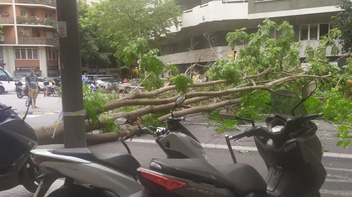 Un altre arbre caigut anteriorment enmig del carrer Aragó / Twitter