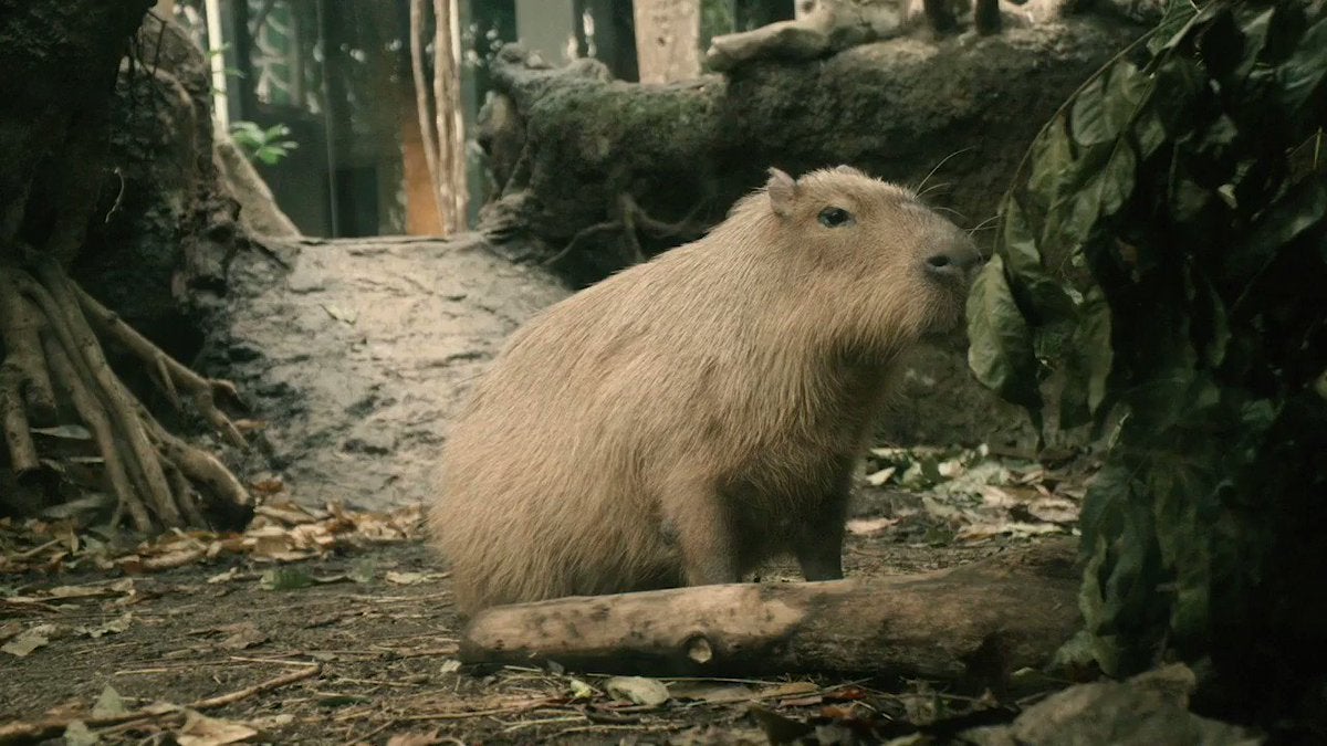 Un capibara a les instal·lacions del CosmoCaixa, en una imatge d'arxiu / Twitter