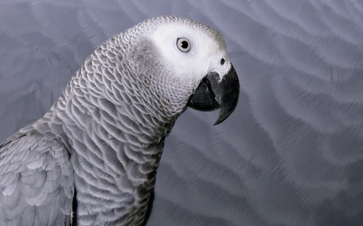 Un lloro gris cuavermell, com el que va desaparèixer a les Corts / Psittacus