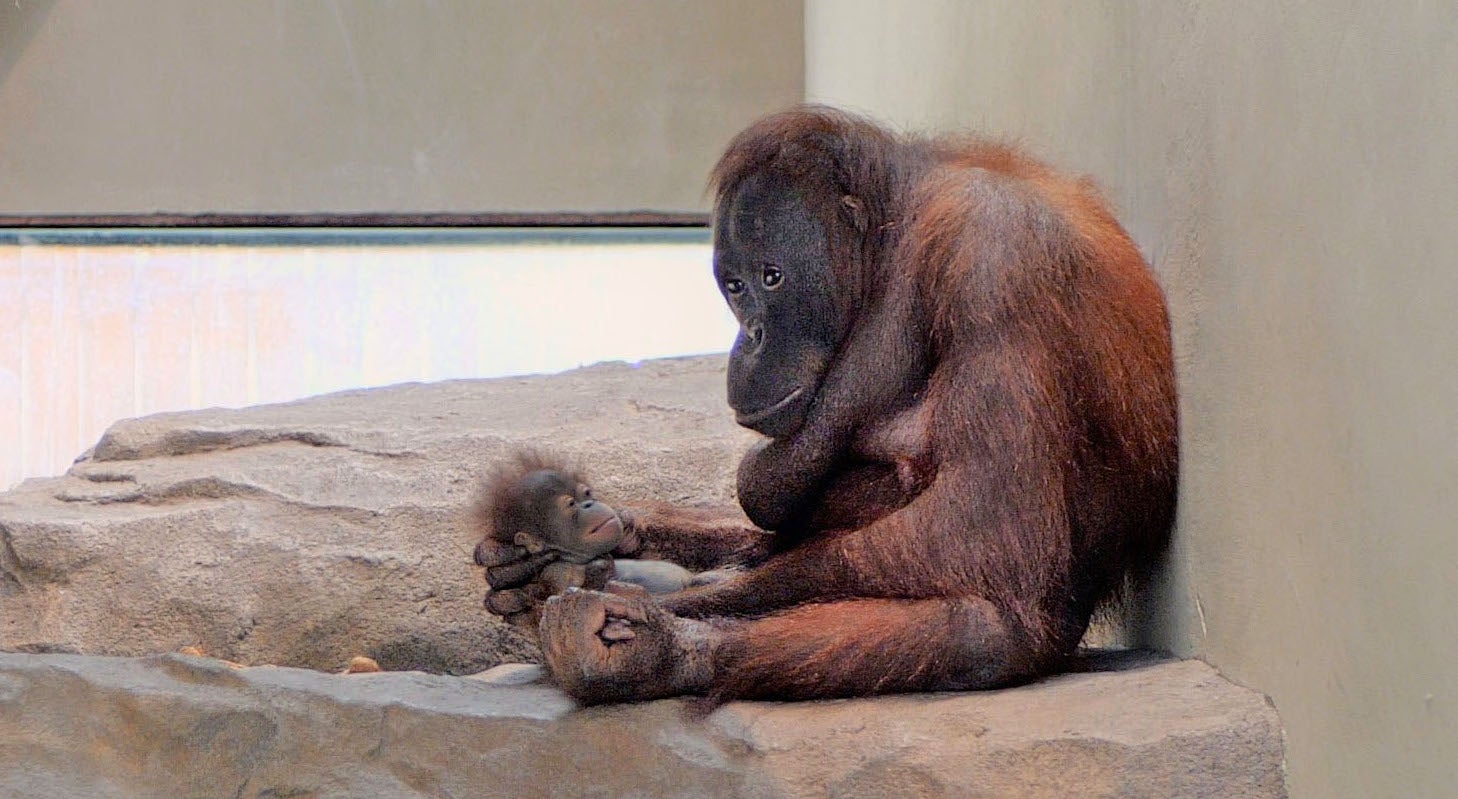 Cria d'orangutan nascuda al Zoo de Barcelona / Foto: BSM