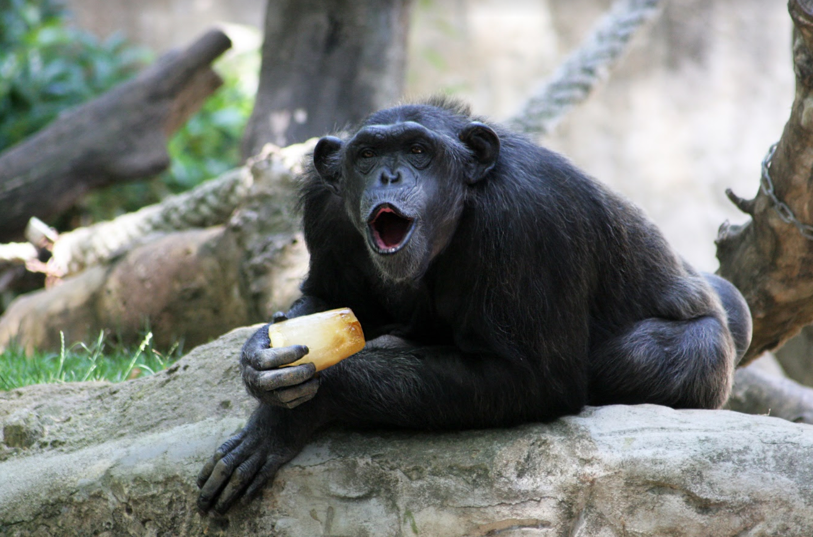 El Zoo de Barcelona canvia els hàbits alimentaris AJUNTAMENT