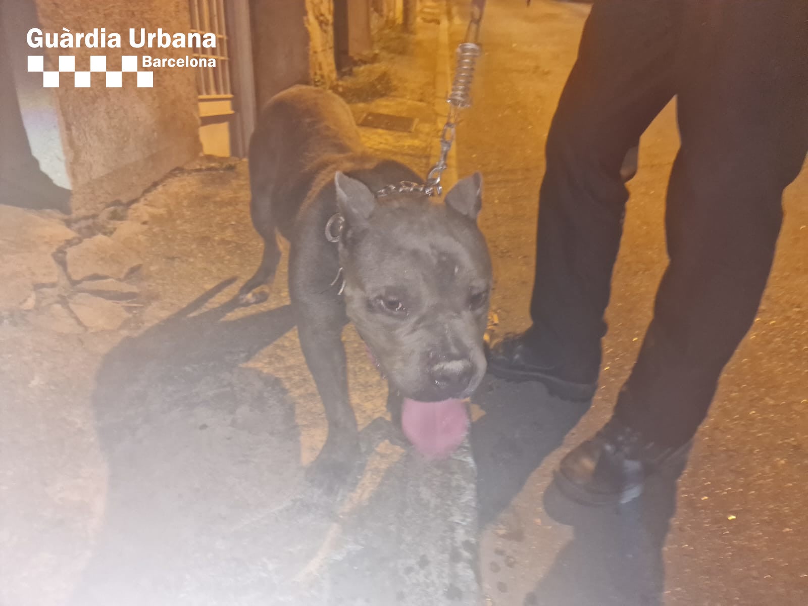 El gos abandonat rescatat a Nou Barris / Guàrdia Urbana