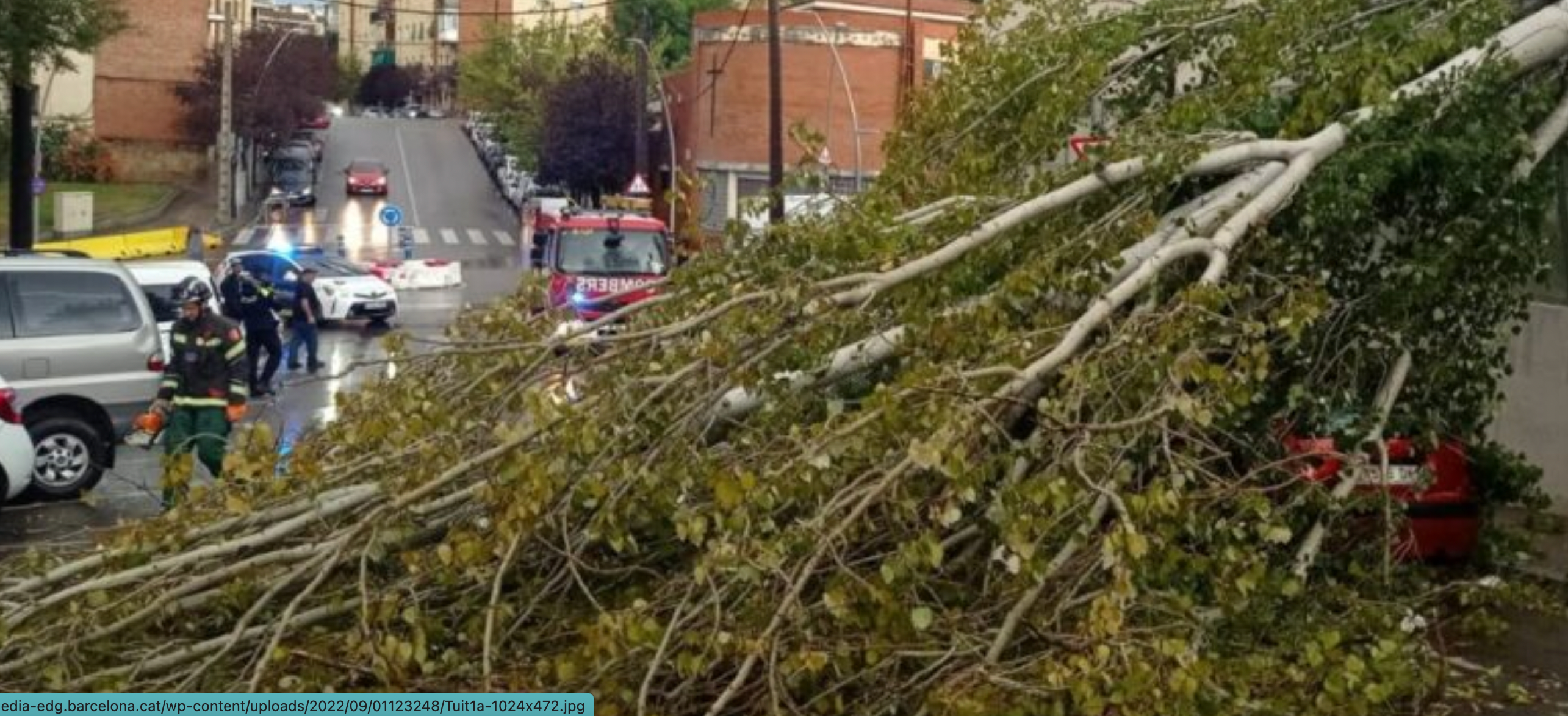 Imatge d'arxiu d'un arbre caigut a Barcelona AJUNTAMENT BCN