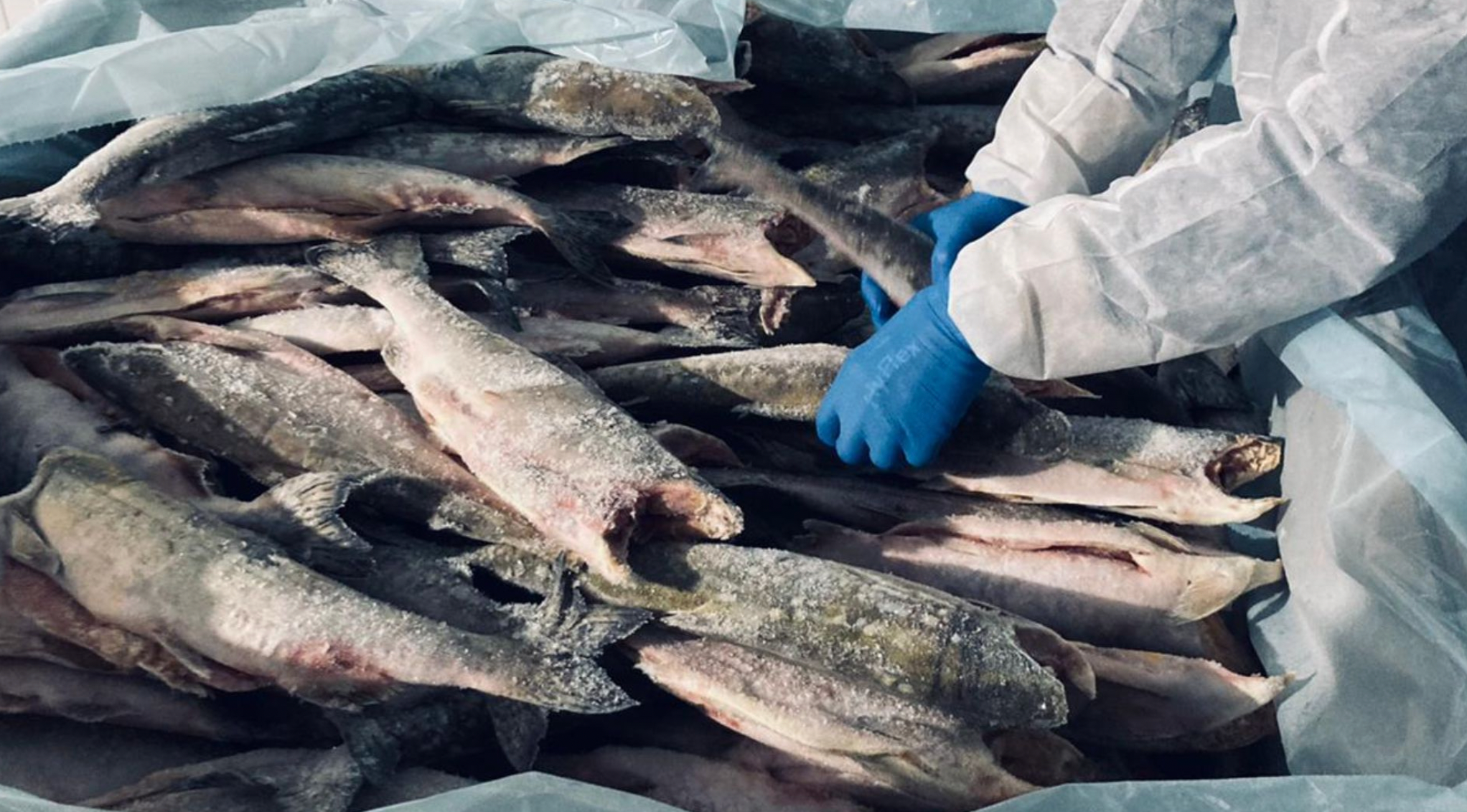 l’entitat rep 2.724 salmons congelats