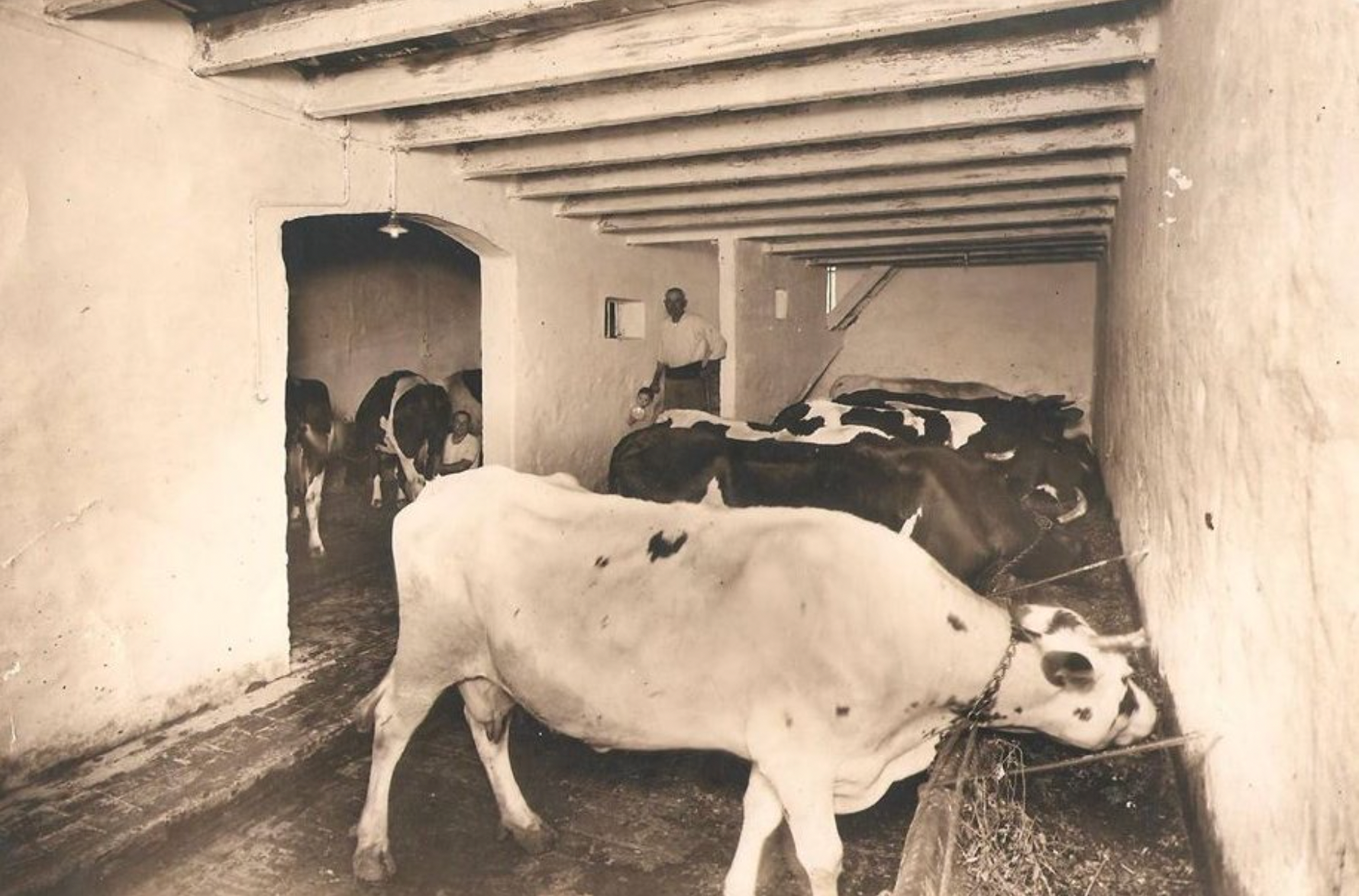 Una imatge de l'interior de la vaqueria Calvet al carrer Torrijos / Històries de Barcelona