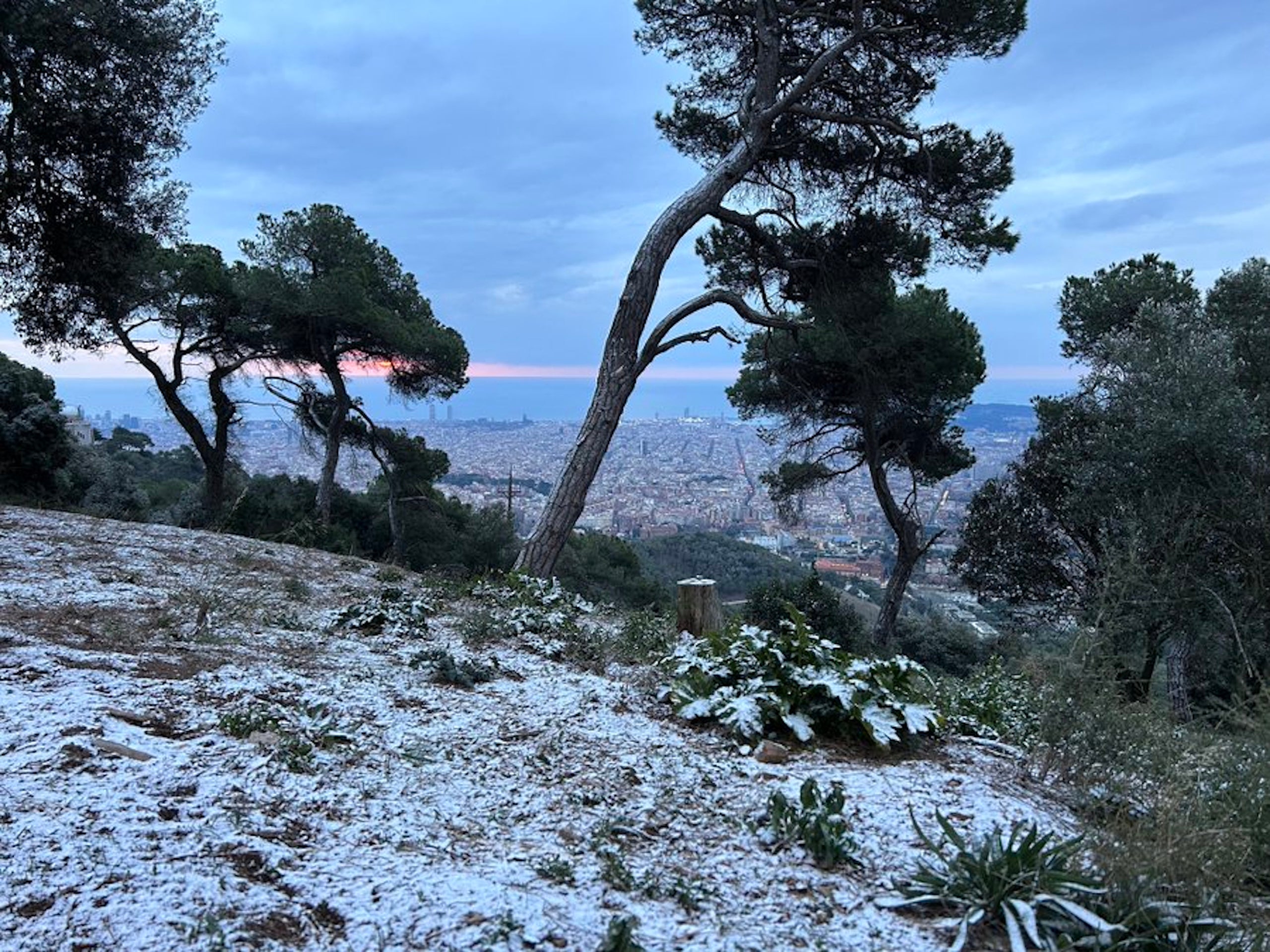 Una part de la muntanya de Collserola després de l'enfarinada d'aquest dimarts al matí / ACN (Àlex Sancliment)