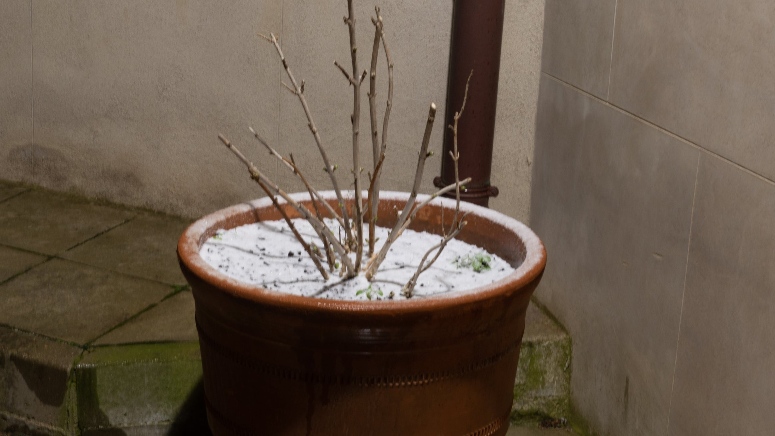 Primers flocs de neu a la part alta de Barcelona / Alfons Puertas