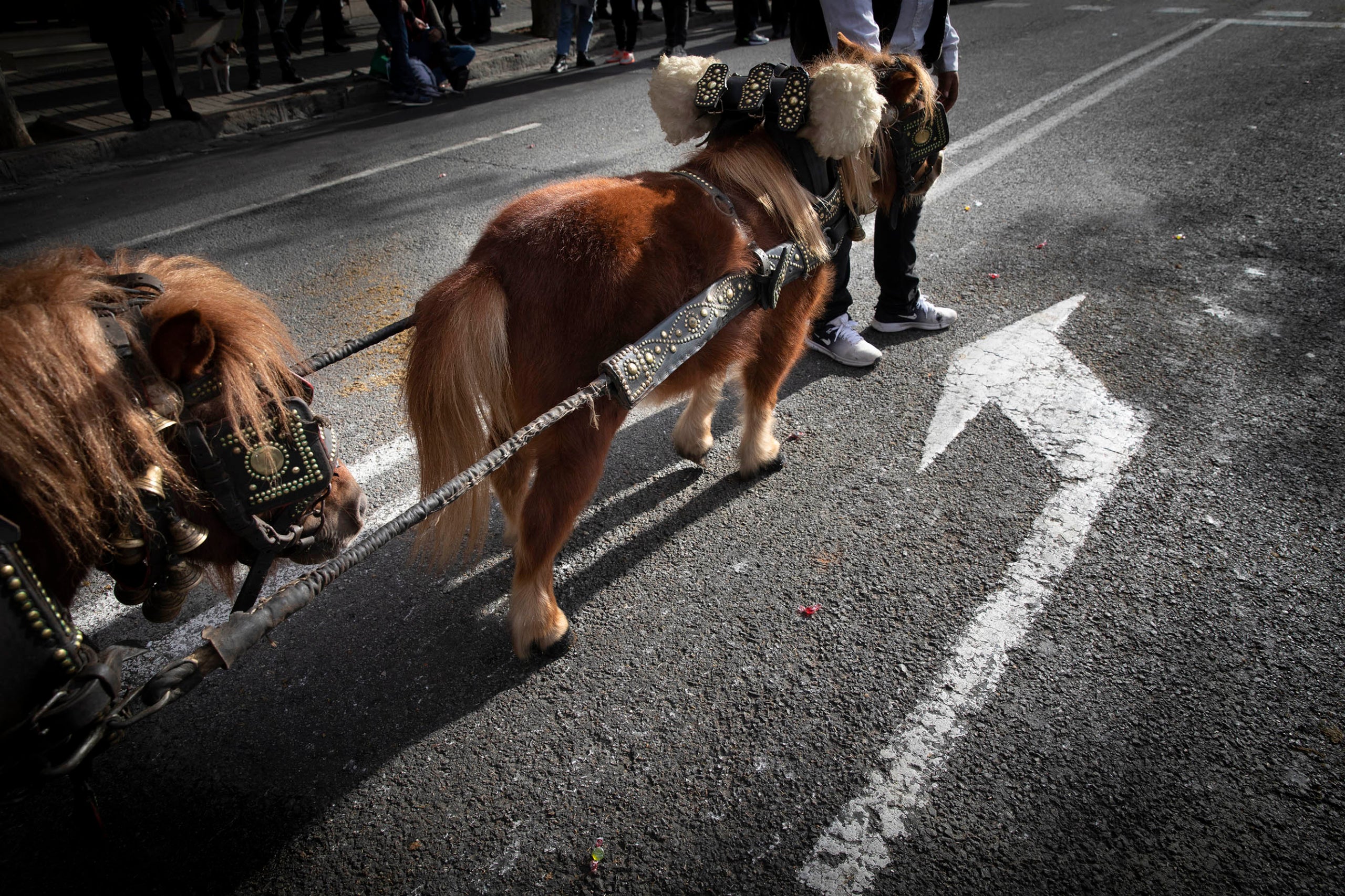 Els Tres Tombs a Sant Andreu per Sant Antoni. tradició, festa tradicional, tradicions catalanes