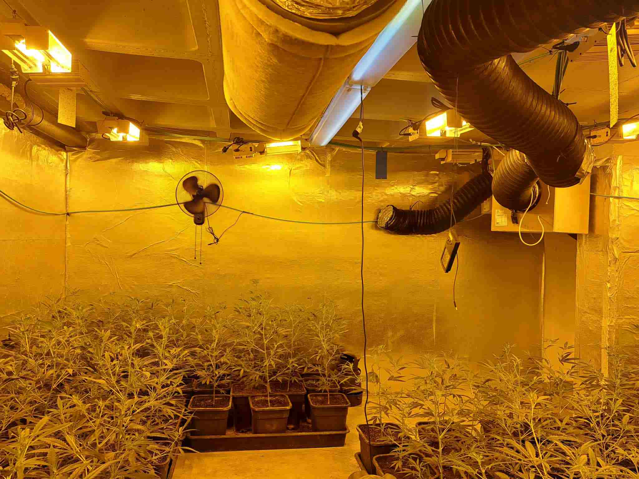 Han trobat les plantacions al barri de la Teixonera, al districte d'Horta-Guinardó / Guàrdia Urbana