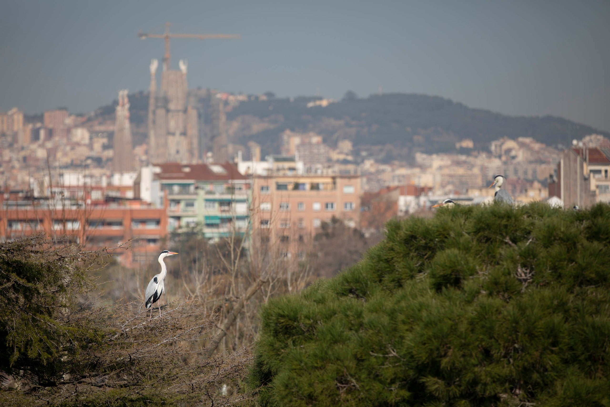 Una de les colònies urbanes de bernat pescaire més important d'Europa a Barcelona.
foto: Jordi Play