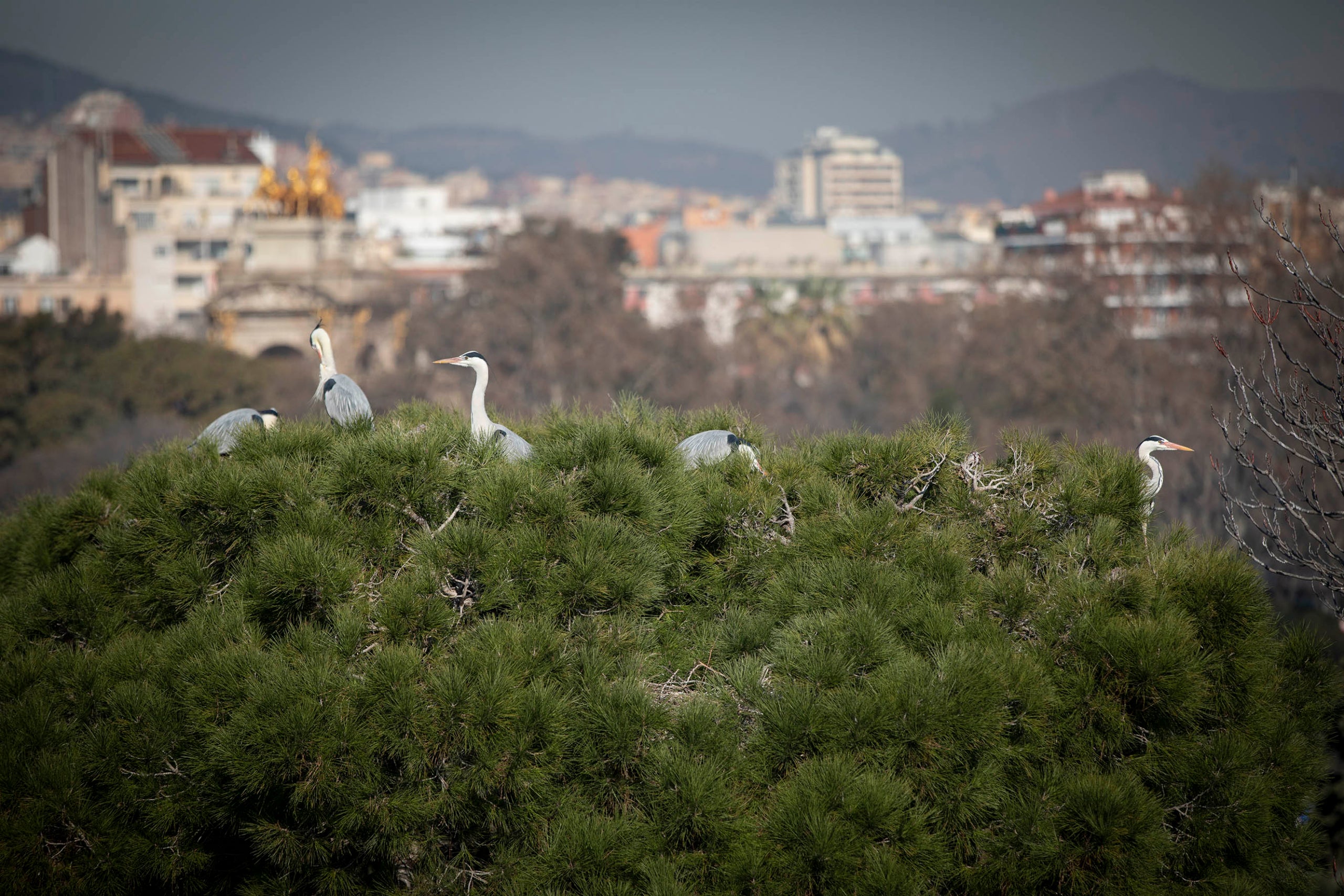 Una de las colonias urbanas de bernat pescaire más importante de Europa en Barcelona.