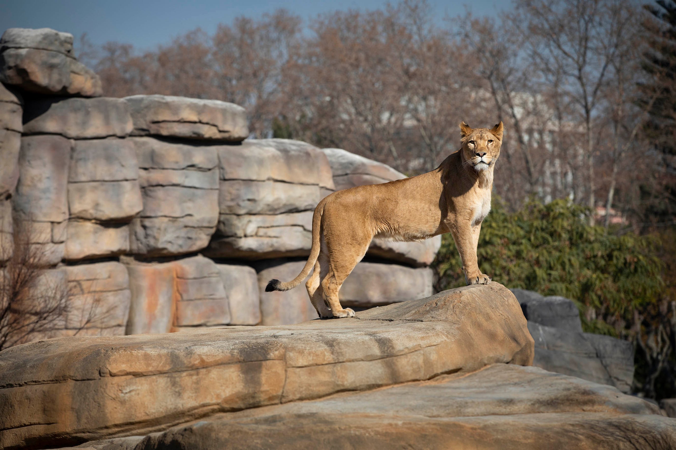 Una lleona al Zoo de Barcelona
| Jordi Play, 2023