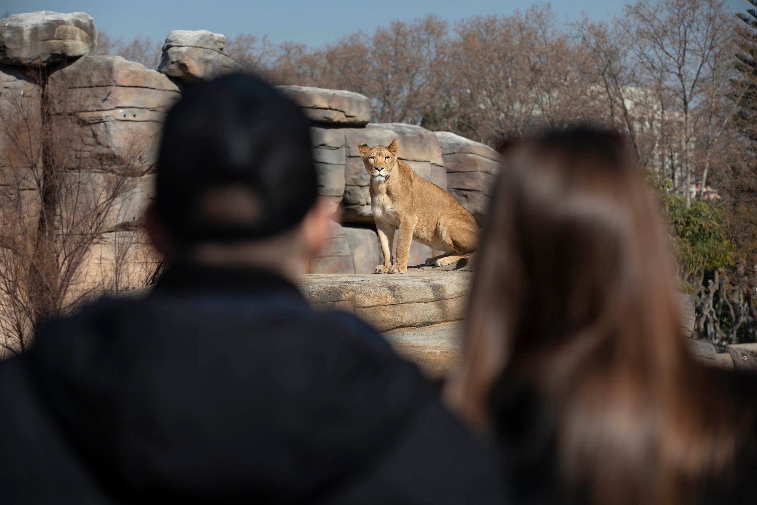 Visitants observen una lleona i la lleona els observa a ells, al Zoo de Barcelona.