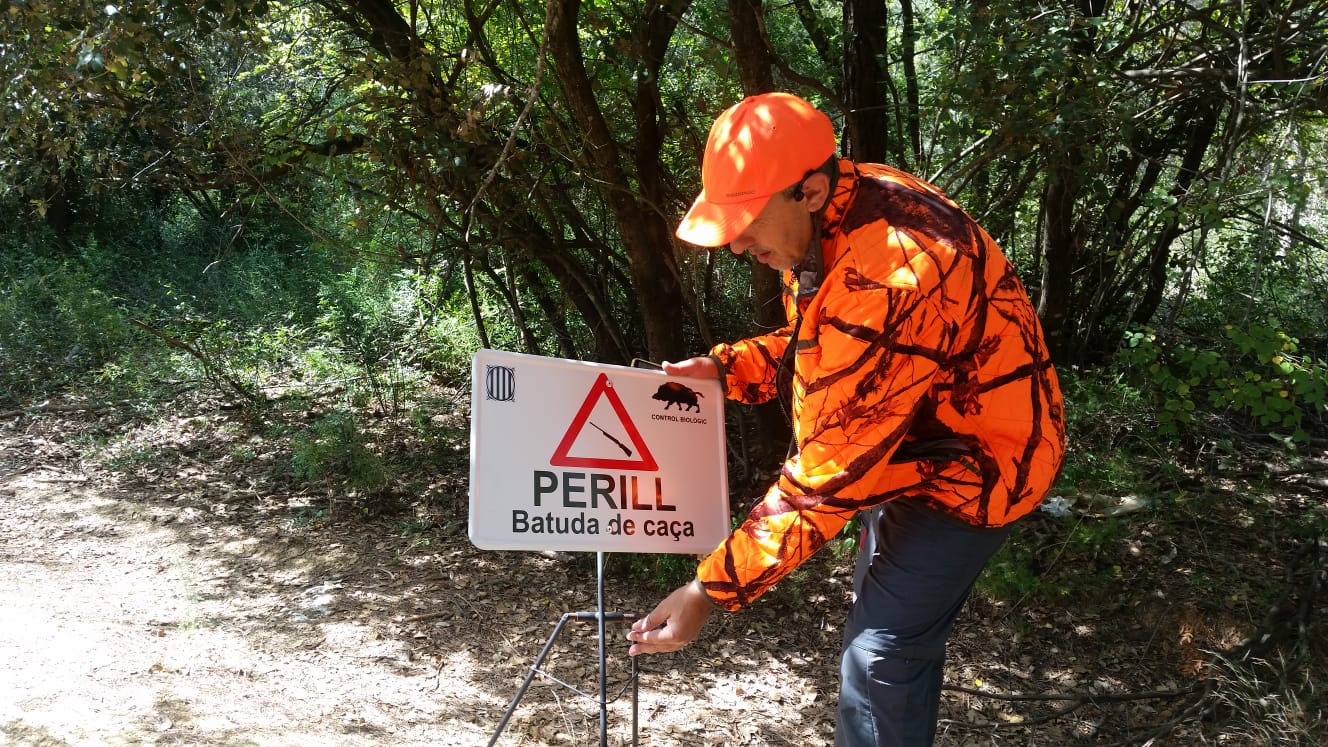 La batuda de senglars, a l'alça per evitar problemes de salut | Generalitat