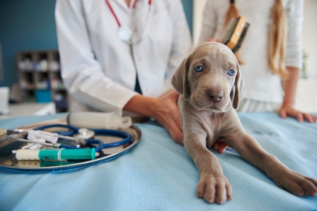 Una clínica veterinària en una imatge d'arxiu / Europa Press