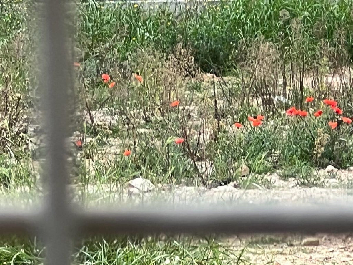 Roselles al solar del mercat de l'Abaceria TOT BARCELONA