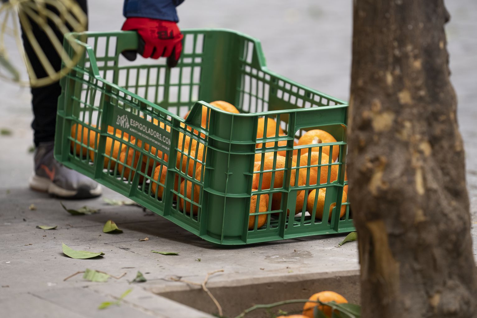 Un voluntari collint taronges a Barcelona | Ajuntament 