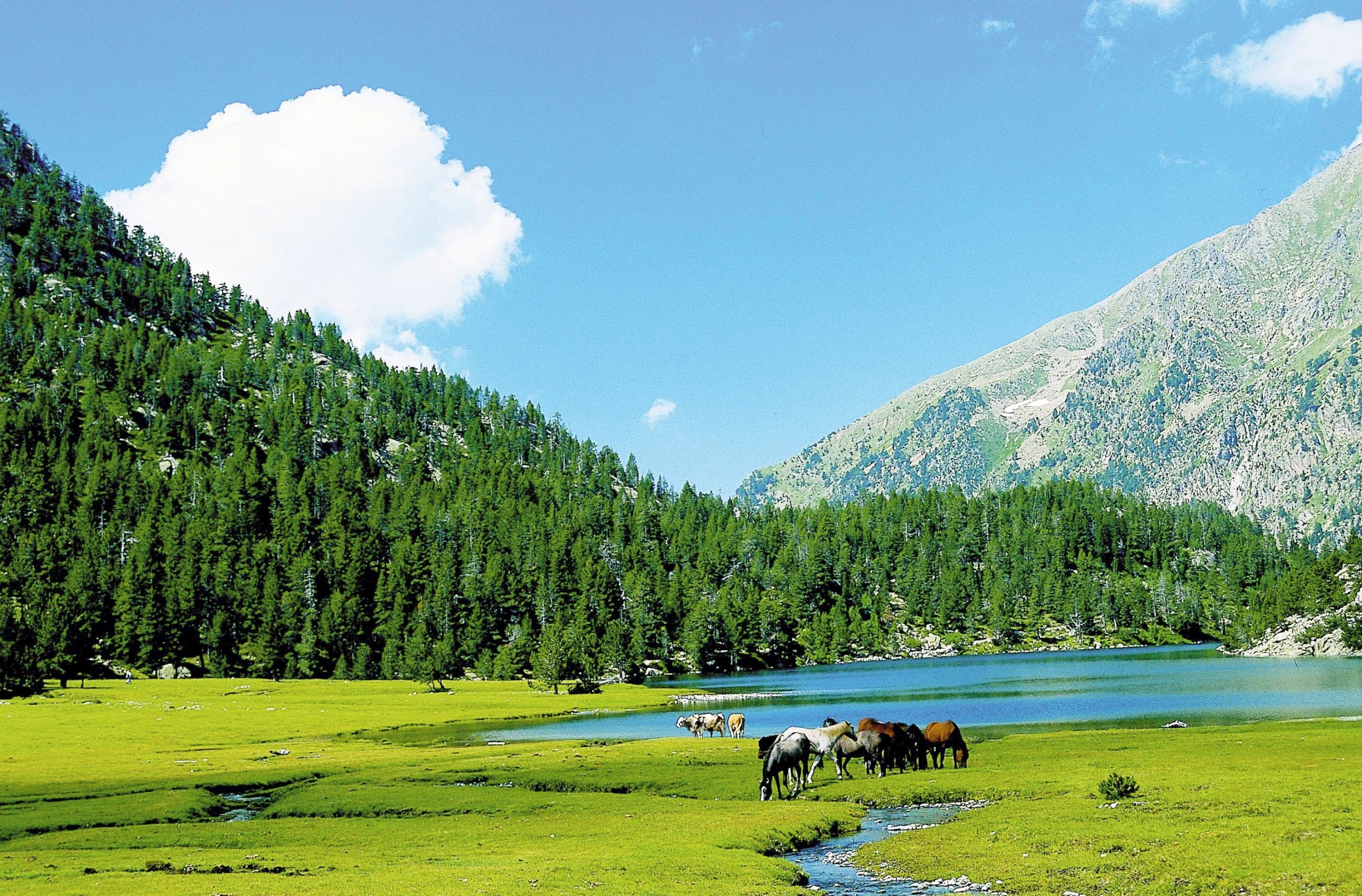 Cavalls pasturant al Parc Nacional d'Aigüestortes i Estany de Sant Maurici GABRIEL RAMON